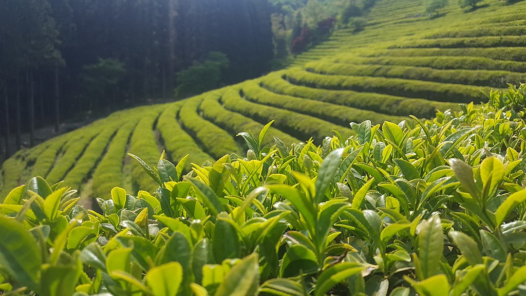 Green tea is made