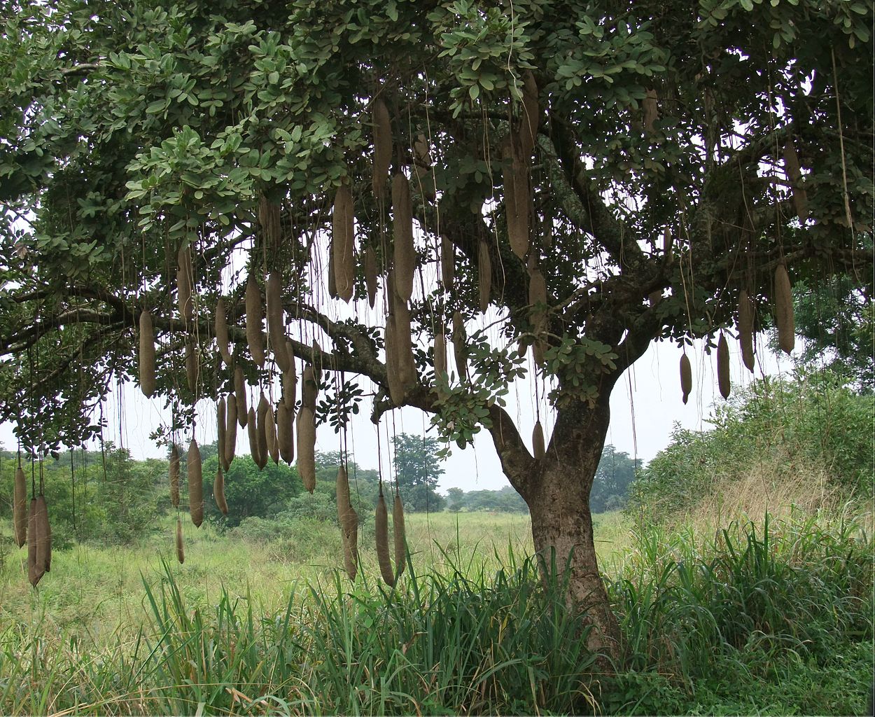 Kigelia Africana tree