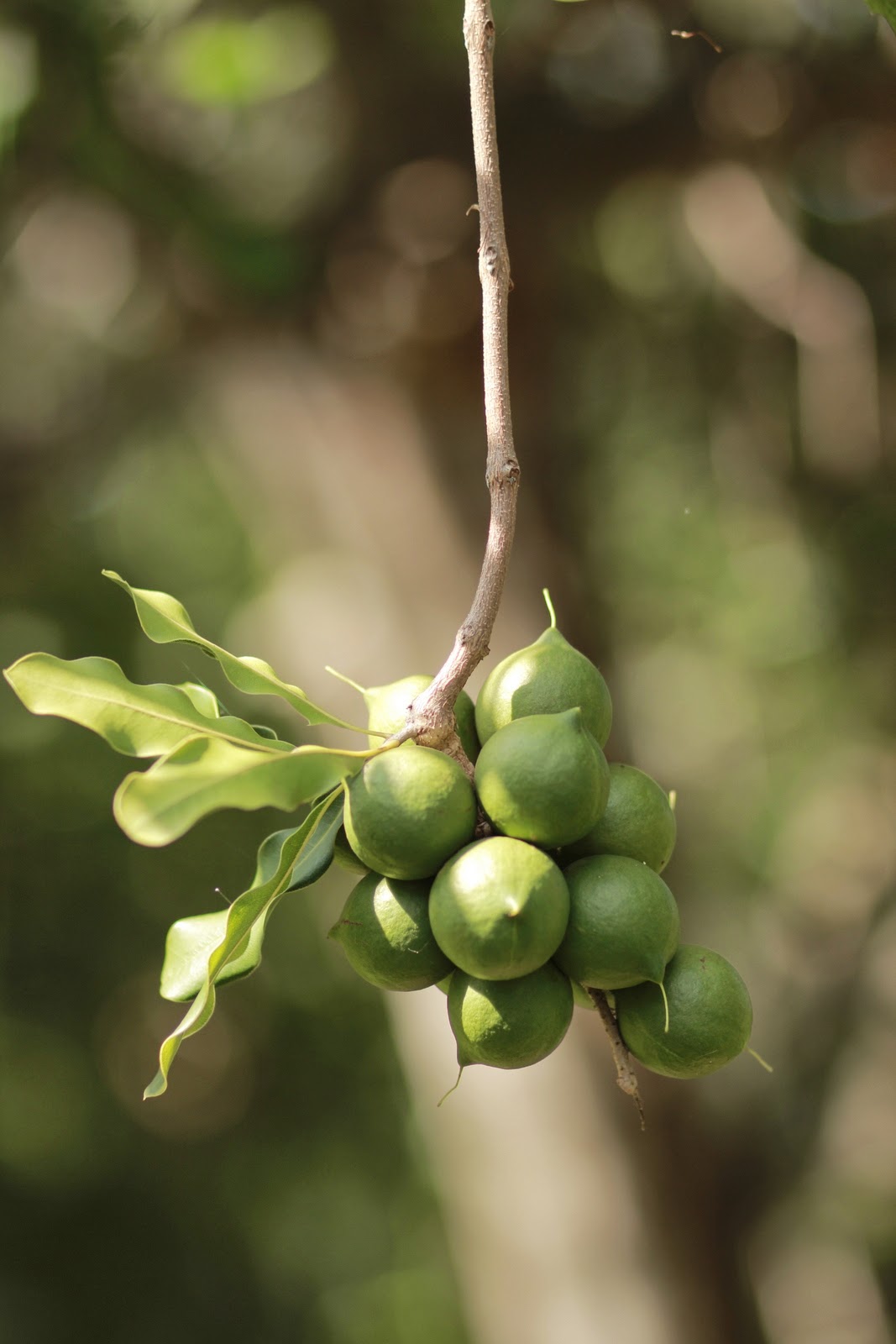 Macadamia nut on tree