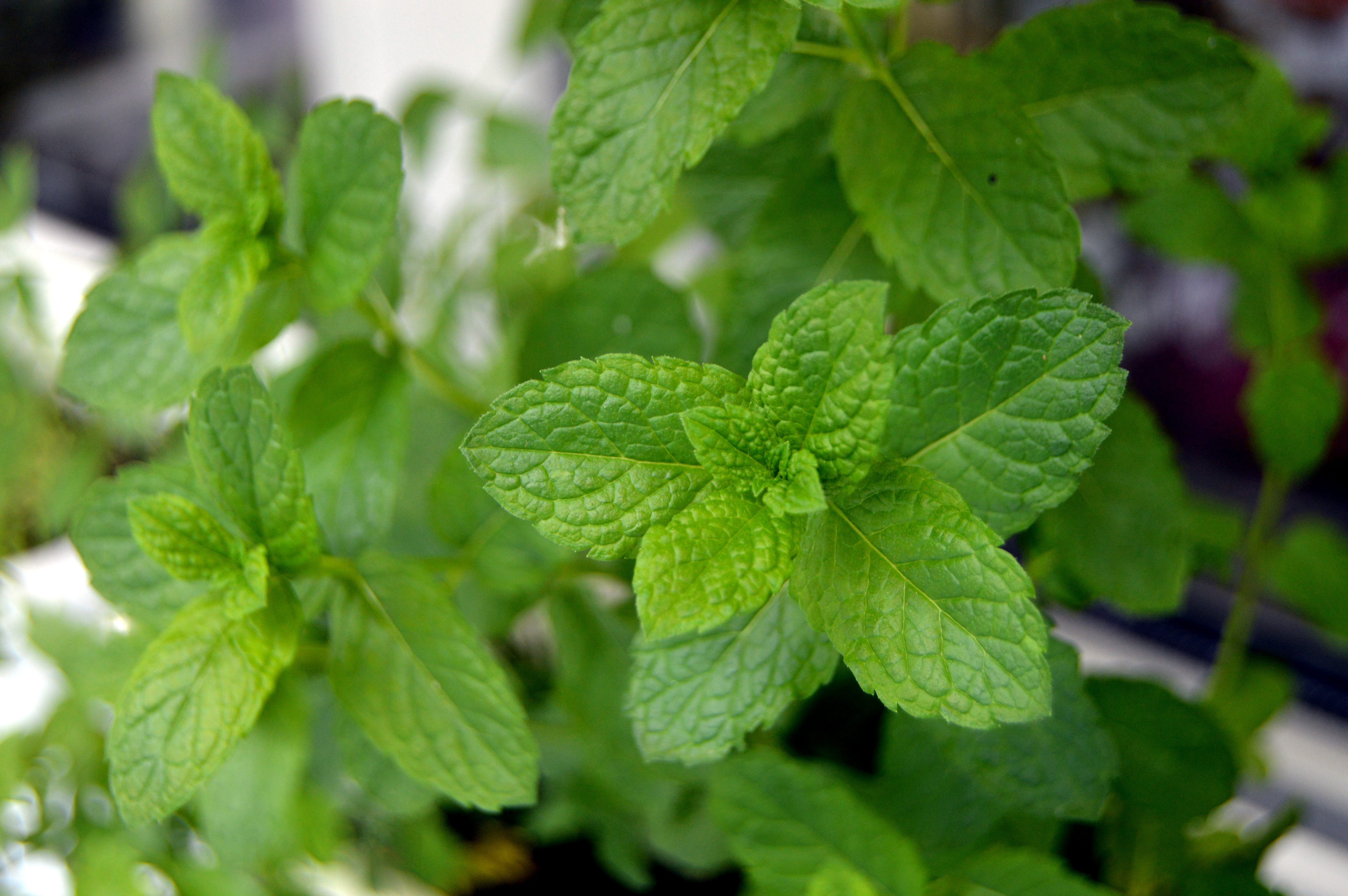 Peppermint leaves